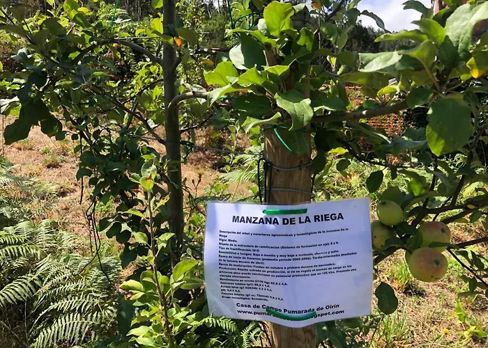 Pumarada De Oirin Foz