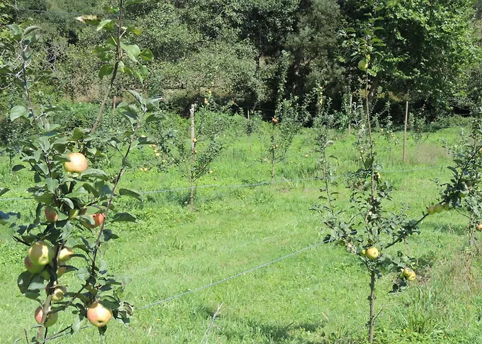 Pumarada De Oirin * Foz